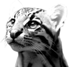 Ocelot Productions